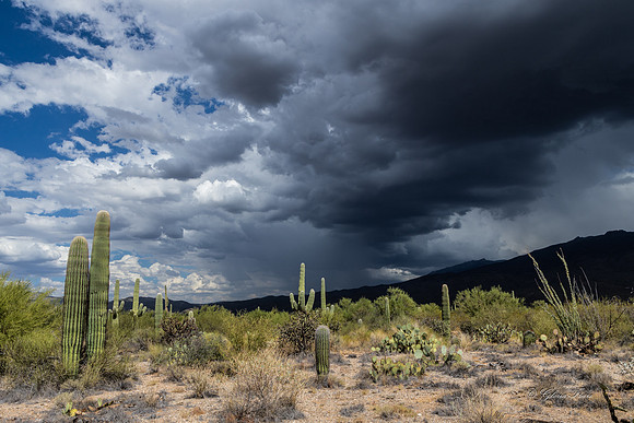Saguaro Ntl Park, Tucson, AZ-0423