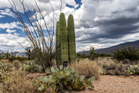 Saguaro Ntl Park, Tucson, AZ-0403