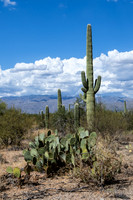 Saguaro Ntl Park, Tucson, AZ-0416