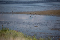 Antelope Island, Salt Lake, Utah 2567