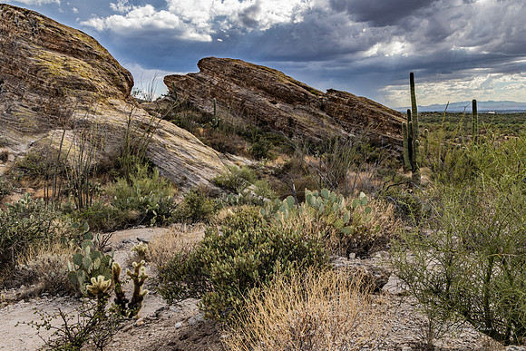 Saguaro Ntl Park, Tucson, AZ-0453