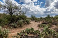 Saguaro Ntl Park, Tucson, AZ-0431