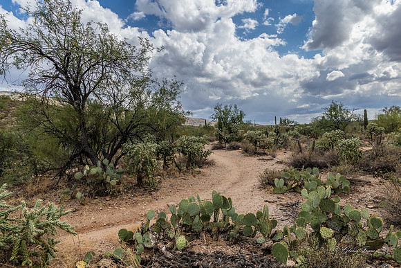 Saguaro Ntl Park, Tucson, AZ-0431