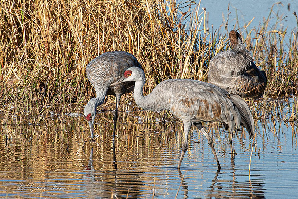 Sandhill Crane at Whitewater Draw  5217-1