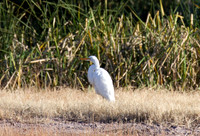 IMG_6701b