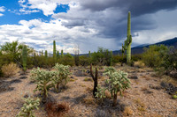Saguaro Ntl Park, Tucson, AZ-0425