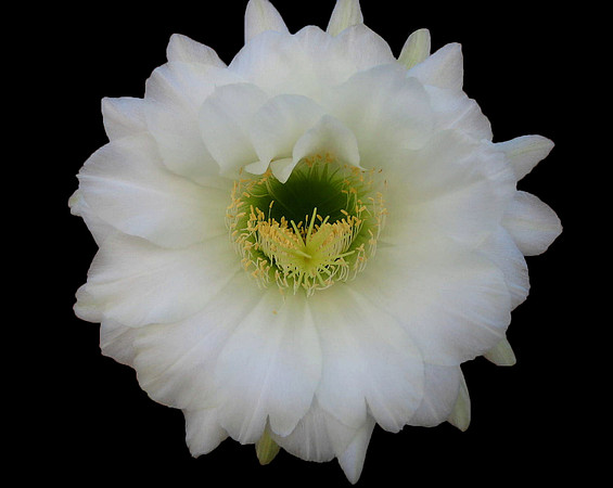 Trichosereus, White Bloom_052a