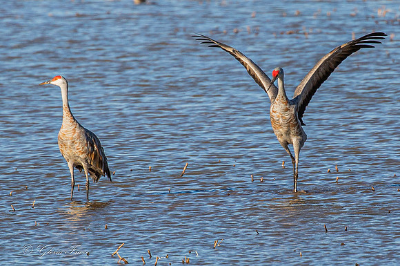 Sandhill Crane at Whitewater Draw 5223-1