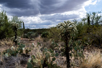 Saguaro Ntl Park, Tucson, AZ-0410
