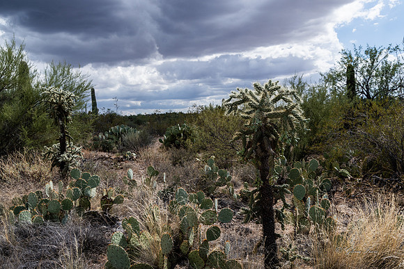 Saguaro Ntl Park, Tucson, AZ-0410