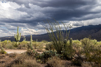 Saguaro Ntl Park, Tucson, AZ-0397