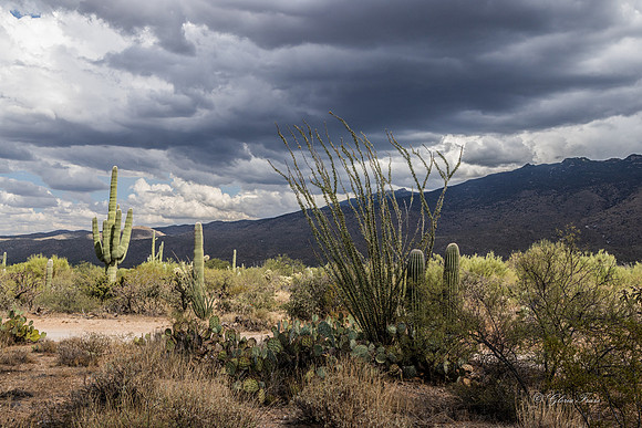 Saguaro Ntl Park, Tucson, AZ-0397