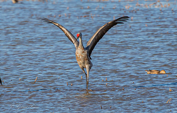 Sandhill Crane at Whitewater Draw 5223-1-2