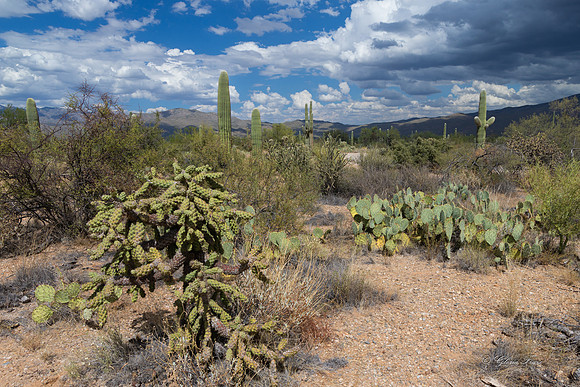 Saguaro Ntl Park, Tucson, AZ-0401