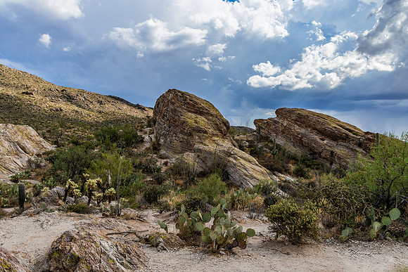 Saguaro Ntl Park, Tucson, AZ-0451