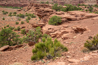Capitol Reef-2882