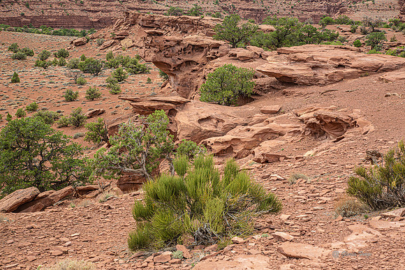 Capitol Reef-2882