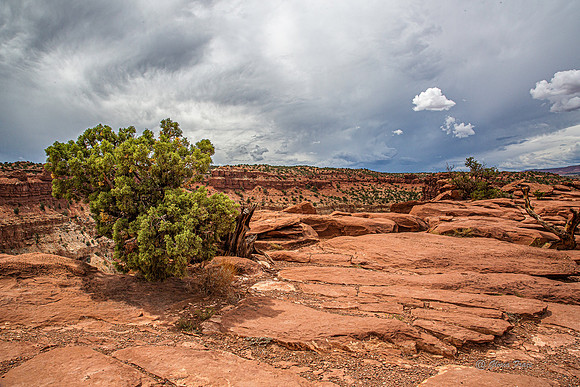 Capitol Reef-2874