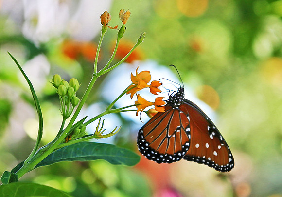 Monarach Butterfly  GLO4405b
