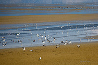 Antelope Island, Salt Lake, Utah 2562