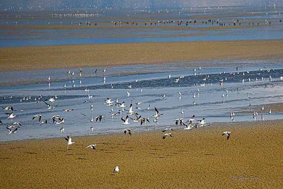 Antelope Island, Salt Lake, Utah 2562