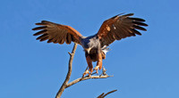 Harris' Hawk No. 3 GLO4605a