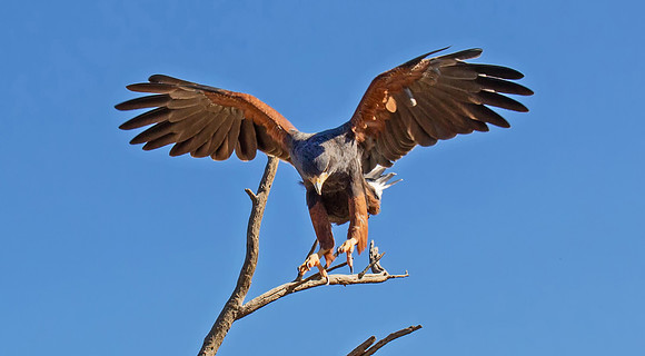 Harris' Hawk No. 3  GLO4605a