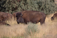 Antelope Island, Salt Lake, Utah 2656-2656