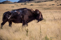 Antelope Island, Salt Lake, Utah 2638