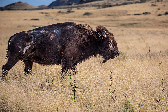 Antelope Island, Salt Lake, Utah 2638