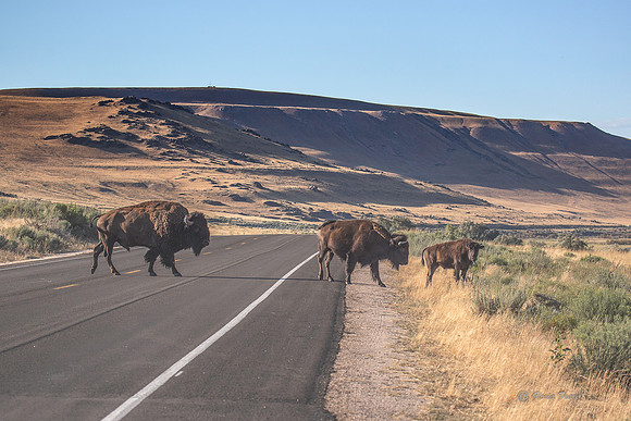 Antelope Island, Salt Lake, Utah 2683