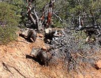 Javelina 1