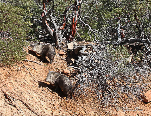 Javelina 1