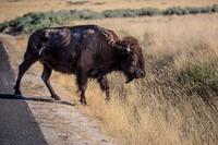 Antelope Island, Salt Lake, Utah 2634-2634