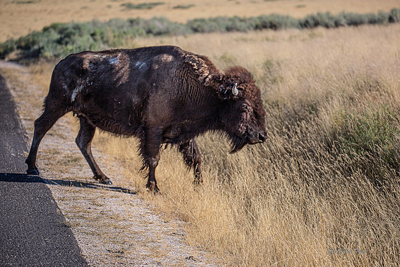Antelope Island, Salt Lake, Utah 2634-2634