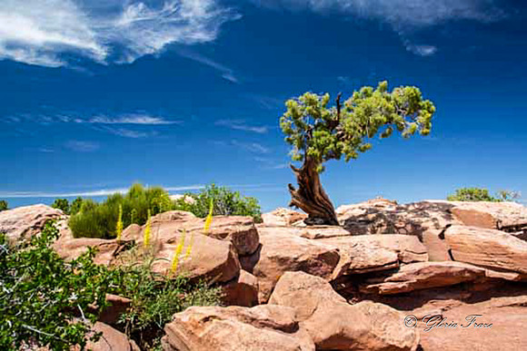 Canyonlands National  Park 2019_06_09_1064-2