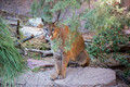 Wildlife