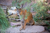 Mountain Lion GLO4635