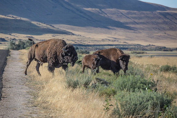 Antelope Island, Salt Lake, Utah 2686
