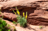 Canyonlands National  Park 2019_06_09_1027-2