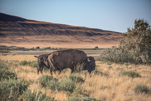 Antelope Island, Salt Lake, Utah 2689-