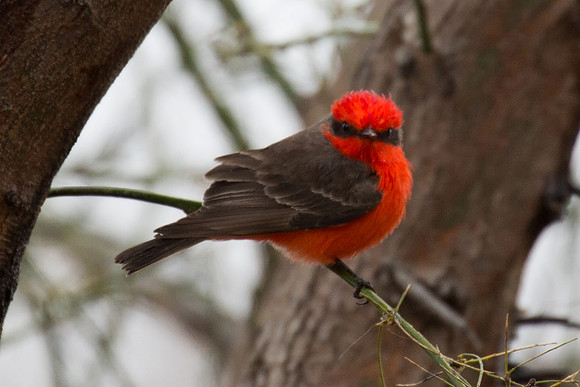 Vermillion Flycatcher 2  GLO5449ta