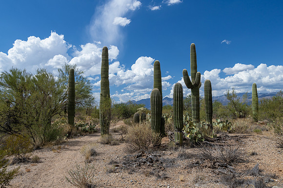 Saguaro Ntl Park, Tucson, AZ-0419