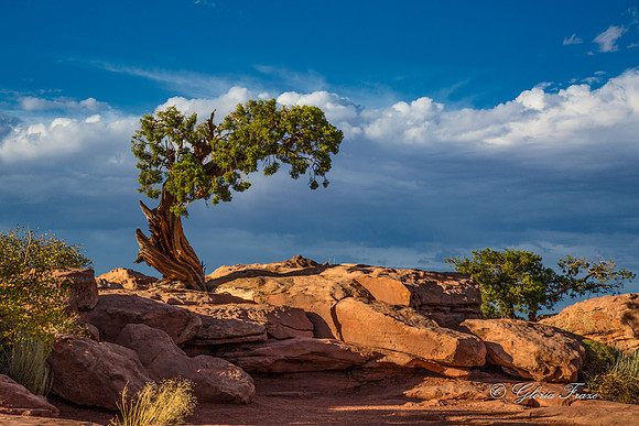 Canyonlands, Dead Horse Point  GLO7765a