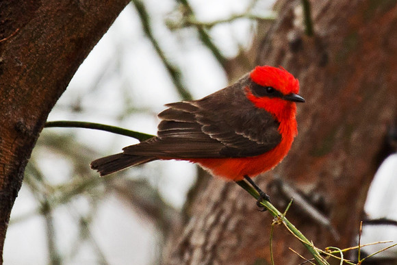 Vermillion Flycatcher  GLO5451ta