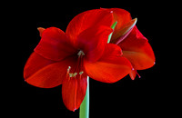 Amaryllis  GLO5236c