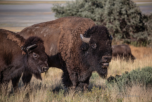 Antelope Island, Salt Lake, Utah 2698