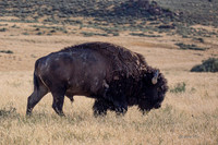 Antelope Island, Salt Lake, Utah 2643