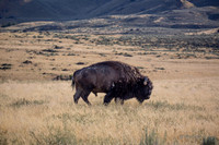 Antelope Island, Salt Lake, Utah 2641