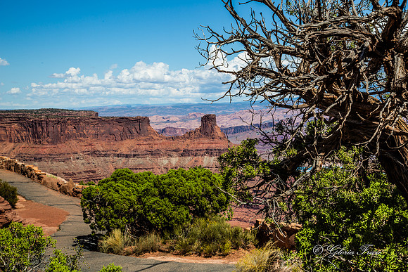 Canyonlands, Dead Horse Point  GLO7908